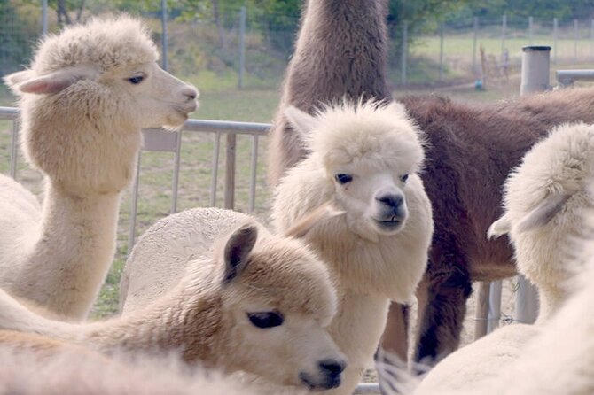 Alpaca and llama hike Moedling near Vienna - Key highlights to know before you go