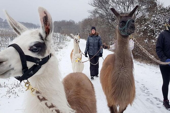 Alpaca and llama hike Moedling near Vienna - What it’s like to walk with alpacas and llamas (including the funny moments)