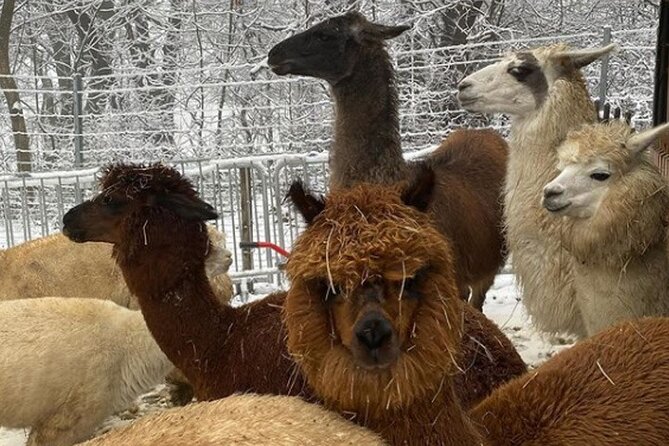 Alpaca and llama hike Moedling near Vienna - Who this experience is best for, and who should reconsider