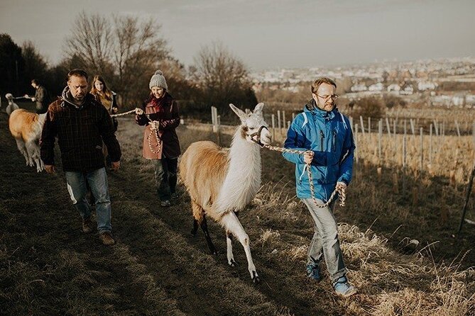 Alpaca and llama hike Moedling near Vienna - Karina Pöschl and the small-group format that keeps it personal