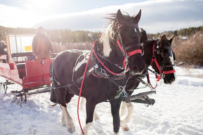 Christmas Horse-Drawn Sleigh/Carriage Ride from Salzburg - Key Highlights You Should Care About