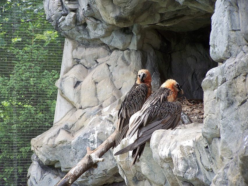 Combi Entrance Ticket to Alpine Zoo and Hungerburg - Walking through the zoo: pacing, photo stops, and comfort