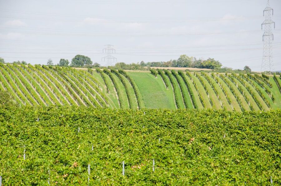 From Vienna: Half-day Countryside Wine Tour with Meal - Should you book this Vienna countryside wine tour?