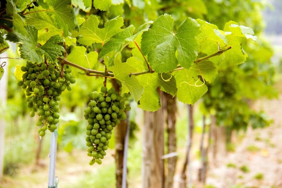 Grape Grazing: Wachau Valley Winery Biking Tour - The ride back to Krems, then train home to Vienna