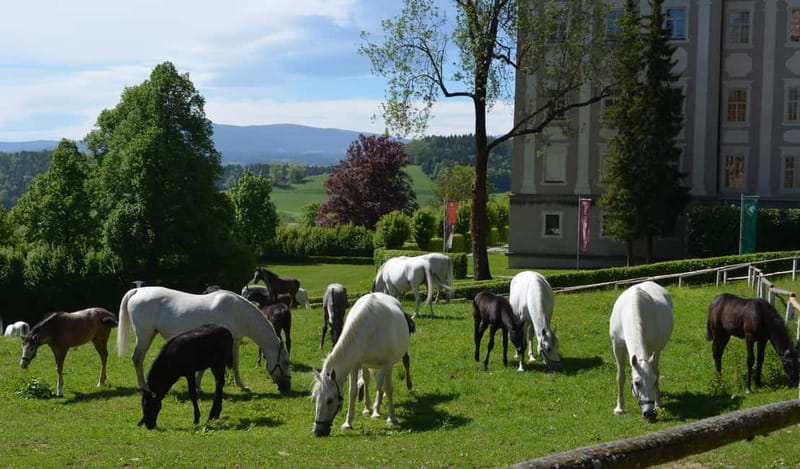 Lipizzaner Stud Piber: Guided Tour - Key Highlights Worth Your Time