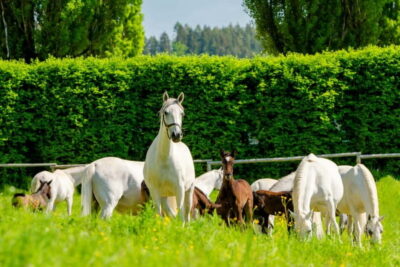 Lipizzaner Stud Piber: Guided Tour