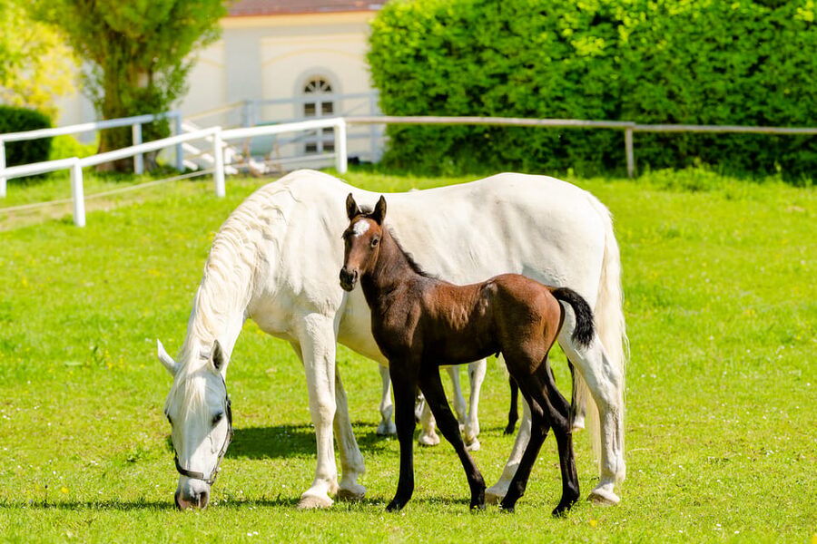 Lipizzaner Stud Piber: Guided Tour - Watching the Foals Explore: The Foal Nursery Is the Heart of the Day