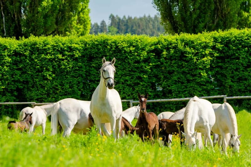 Lipizzaner Stud Piber: Guided Tour - Getting There and Finding the Piber-Ticketshop Meeting Point