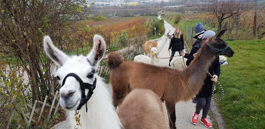 Mödling/Vienna: Scenic Guided Hike with Alpacas and Llamas - Why alpacas and llamas near Vienna feel like the right kind of escape