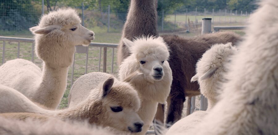 Mödling/Vienna: Scenic Guided Hike with Alpacas and Llamas - The gentle hike through Mödling countryside: forests, vineyards, and real footstep peace