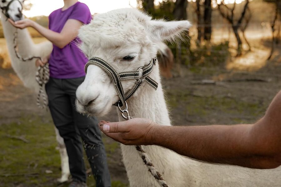 Mödling/Vienna: Scenic Guided Hike with Alpacas and Llamas - How the guides keep the experience smooth and fun