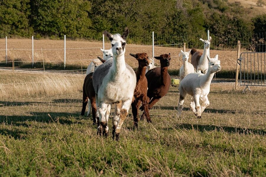 Mödling/Vienna: Scenic Guided Hike with Alpacas and Llamas - Who this hike fits best, and who might skip it