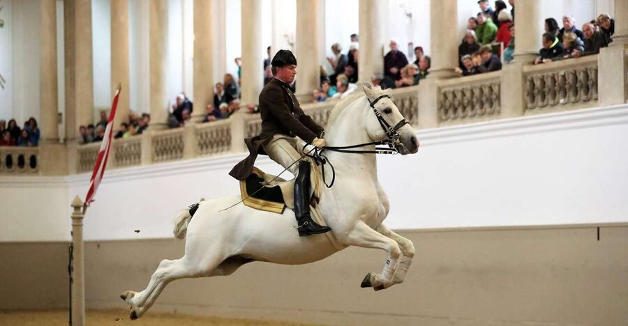 Performance Of The Lipizzans At Spanish Riding School - Key things I’d prioritize