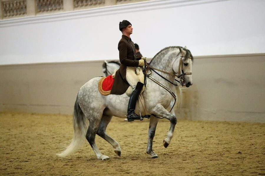 Performance Of The Lipizzans At Spanish Riding School - The High School of Classical Horsemanship: what you’ll see on the floor