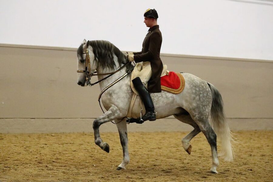 Performance Of The Lipizzans At Spanish Riding School - Who this performance suits best
