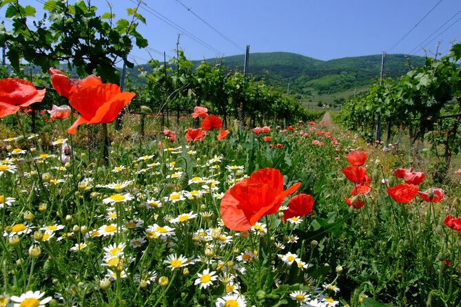 Private Vienna Woods Wine Tour - Key highlights worth planning for