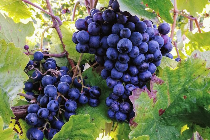 Private Vienna Woods Wine Tour - Stop 2 in Gumpoldskirchen: Winemaker-Led Tastings and Lunch Timing