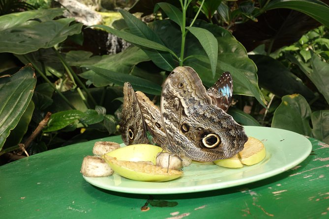 Schmetterlinghaus - Imperial Butterfly House Vienna Admission Ticket - Price and practical booking tips, so you avoid the common annoyances