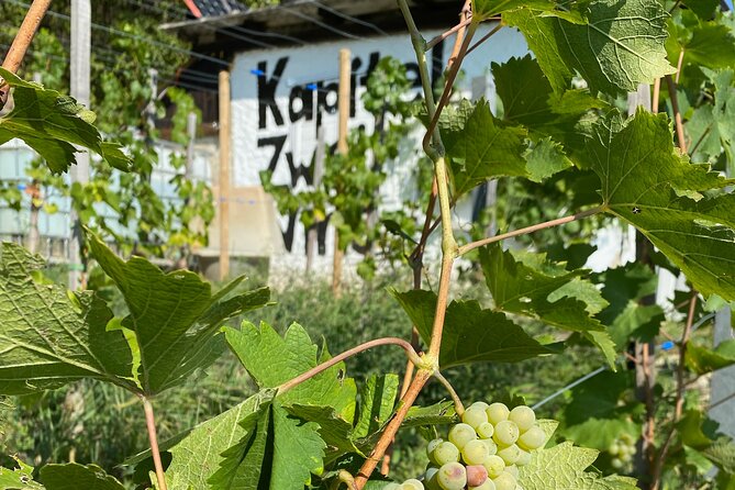 Taste and Tour Small Organic Wineries with a Winemaker - Why This Is More Than a Standard Tasting in Niederösterreich