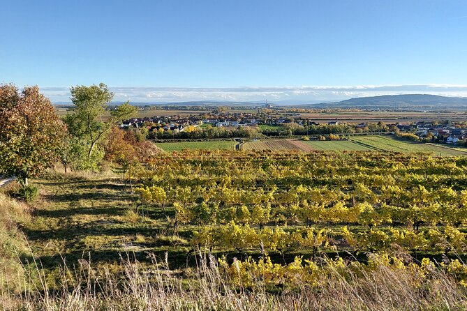 Taste and Tour Small Organic Wineries with a Winemaker - The Drive, the Timing, and Why 210 Minutes Works