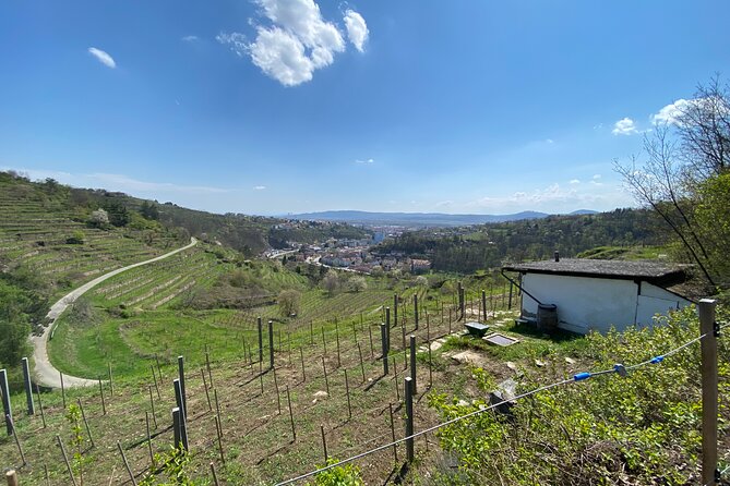 Taste and Tour Small Organic Wineries with a Winemaker - Your Host, Chapter Two: Viticulture Meets Real-Life Wine