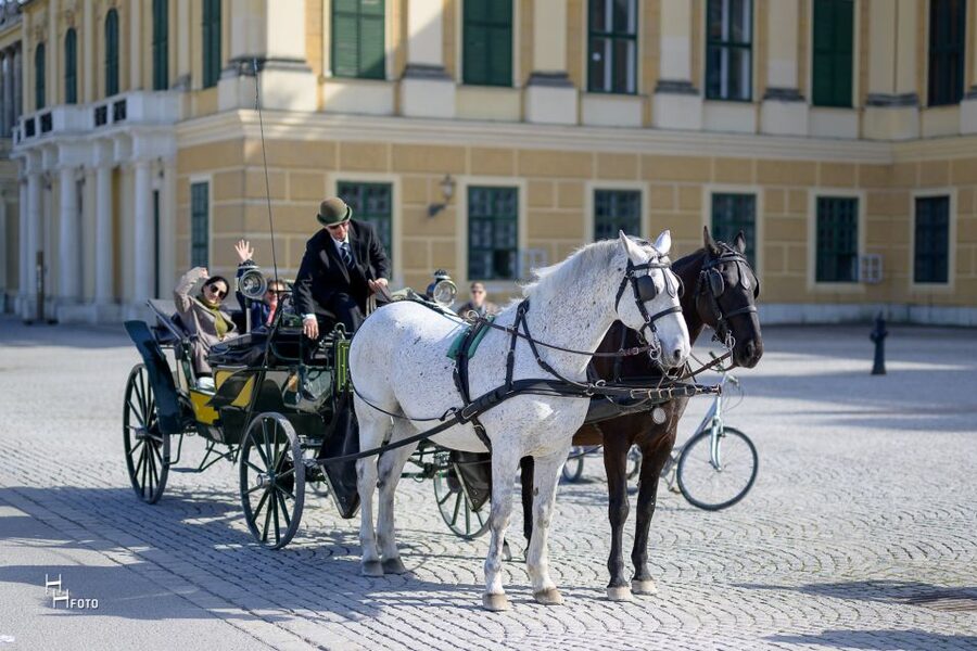 Vienna: Carriage Ride Through Schönbrunn Palace Gardens - Palm House, Imperial garden structures, and the Orangerie stops