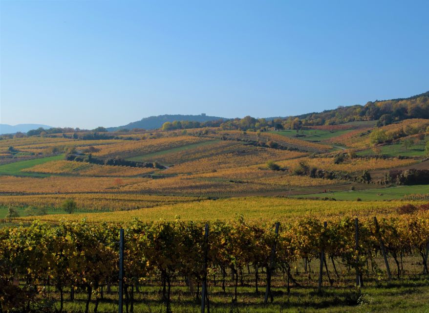 Vienna: Full-Day Vienna Woods Wine Tasting Tour - What to Pack and Wear So the Day Feels Easy