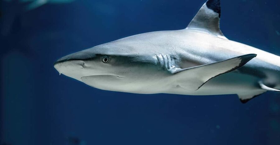 Vienna: Haus des Meeres Entry Ticket - Atlantic tanks: sharks, rays, turtles, and the “walk-through” setup