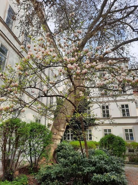 Vienna: Hidden courtyards Guided walking tour - What You Hear in the Courtyards, Crusaders to Contemporary Artists