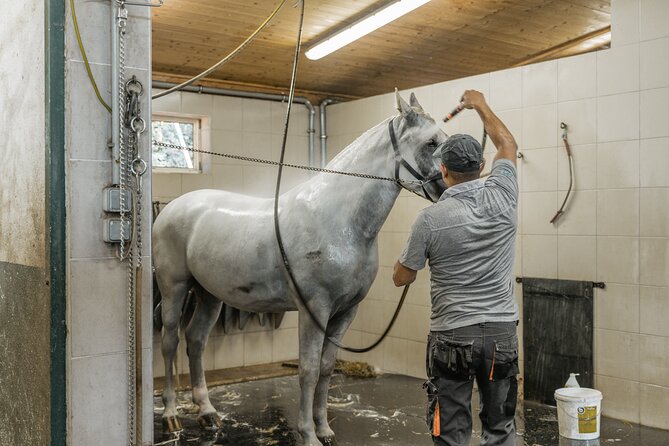 Vienna Horse-drawn Carriage Guided Tour - The 30-minute stables tour: what you actually see and learn