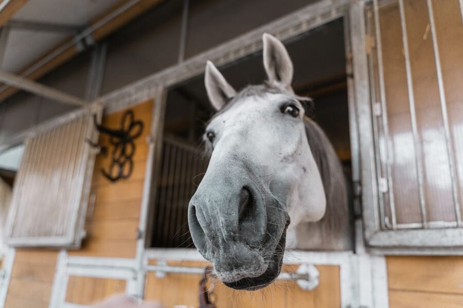 Vienna: Secrets of the Fiaker & Horse-Drawn Carriage Ride - Price and value: why this feels fair for what you get