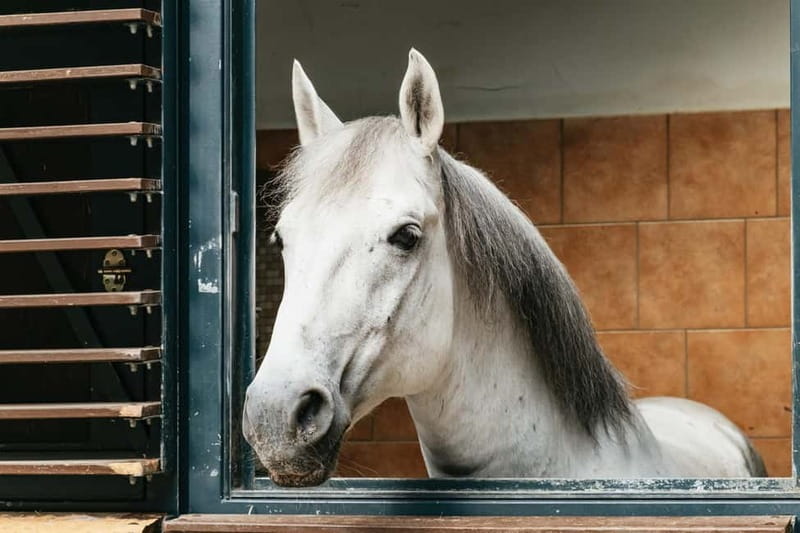 Vienna: Spanish Riding School Guided Architectural Tour - Inside the horse stables: Lipizzanerstallions, not just photo ops