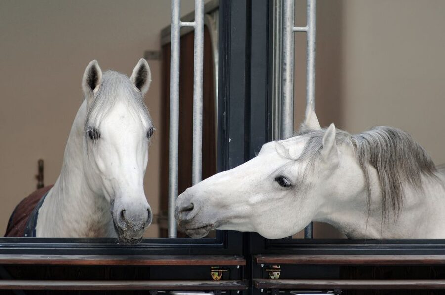 Vienna Spanish Riding School Guided Tour - Meeting Michaelerplatz and Exchanging Your Voucher