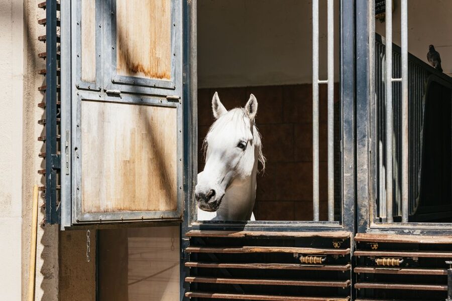 Vienna Spanish Riding School Guided Tour - How Long Is Enough, and Why the Group Size Can Matter